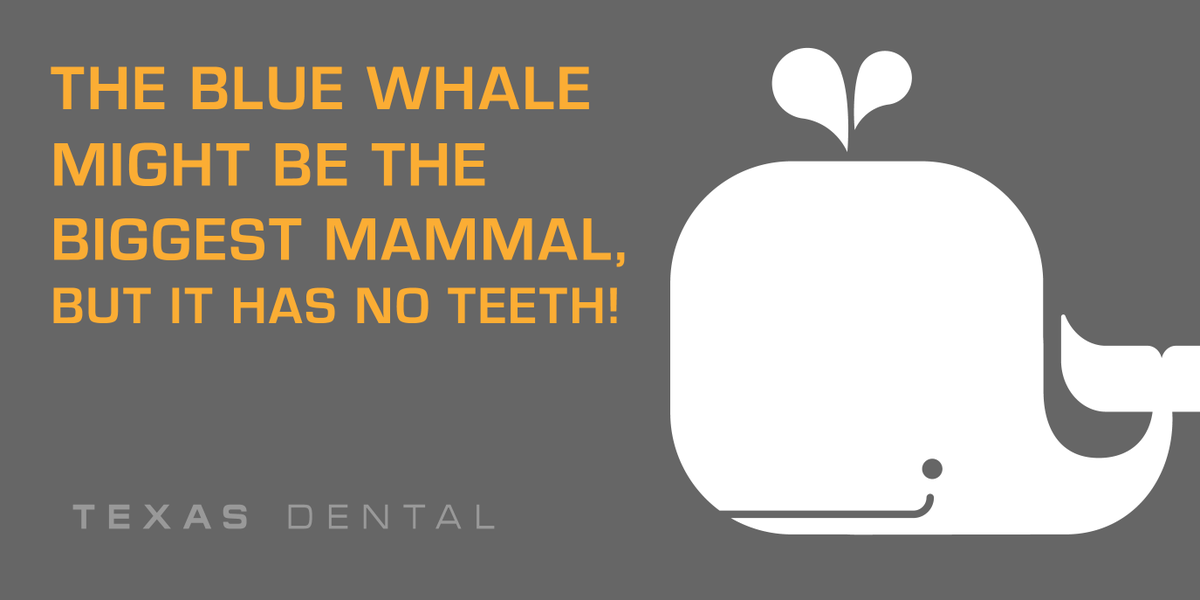 PlanoTxDental's tweet image. The blue whale might be the biggest mammal, but it has no teeth! #ToothTalk