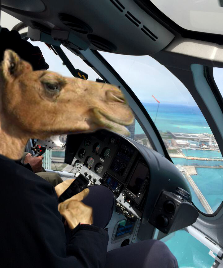 CHEtours's tweet photo. Happy #humpday from Herbert our #cutepilot!! @ChooseChicago @KinzieHotel @SkydeckChicago @360chiviews @NavyPier http://t.co/0Inht50Zmu