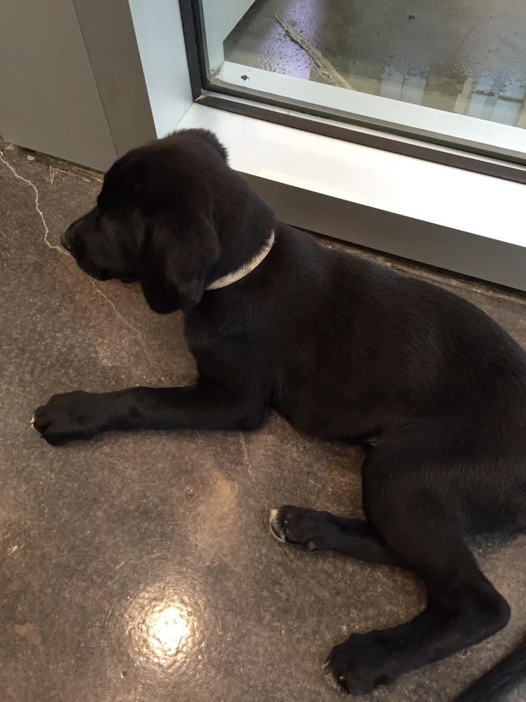 trmndsblndtte's tweet photo. Day = Made #puppies #BarkAttack http://t.co/1iAXnM2sHr
