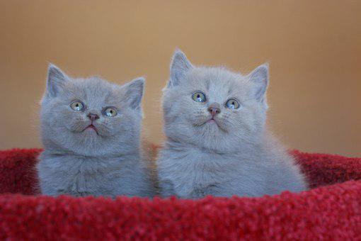 СуперКотики (@superkotiki2015) on Twitter photo 