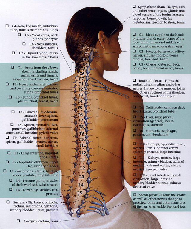 Vertebrae Organ Chart