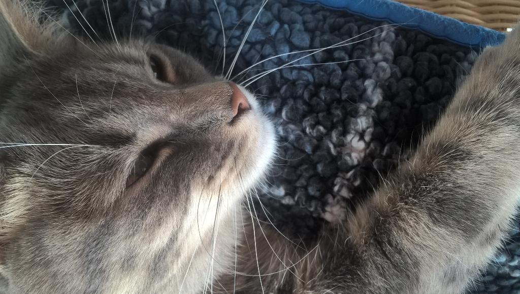 PetalsofPerfect's tweet photo. Been a busy bee today 🐝 Even Lottie is pooped! || photos taken on my Lumia 640 #connectstrial #ad http://t.co/66RAjaVySK