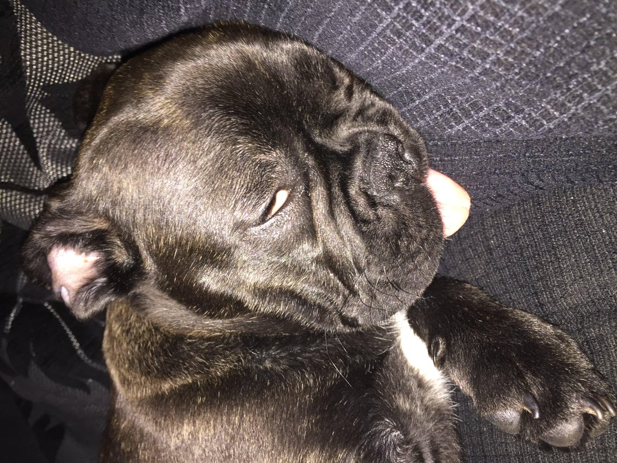 BentleyLeFrench's tweet photo. when i was in a deep sleep my gramps took these pictures of me and said I look like a zombie dog #frenchies http://t.co/iRSwuiVhC7