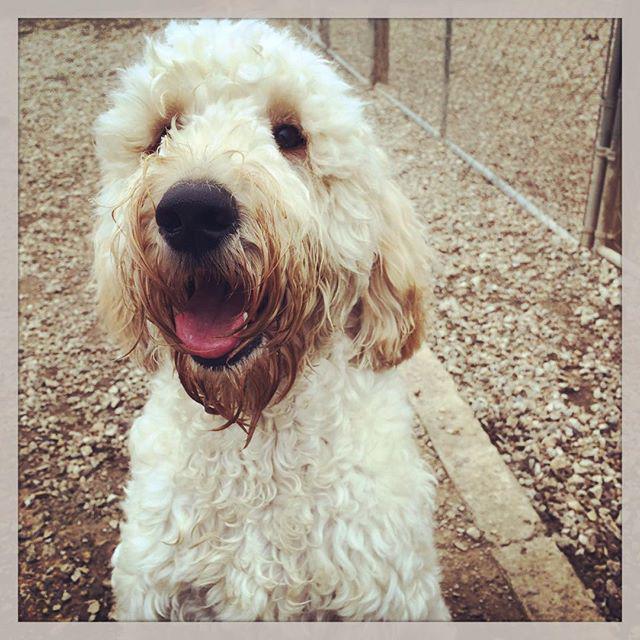dogdayranch's tweet photo. Today we welcome Dexter on his #firstday with #dogdayranch! He's found good friends in Chopper, Buddy, &amp; Zeke! #dog… http://t.co/dfzzxpl4ru