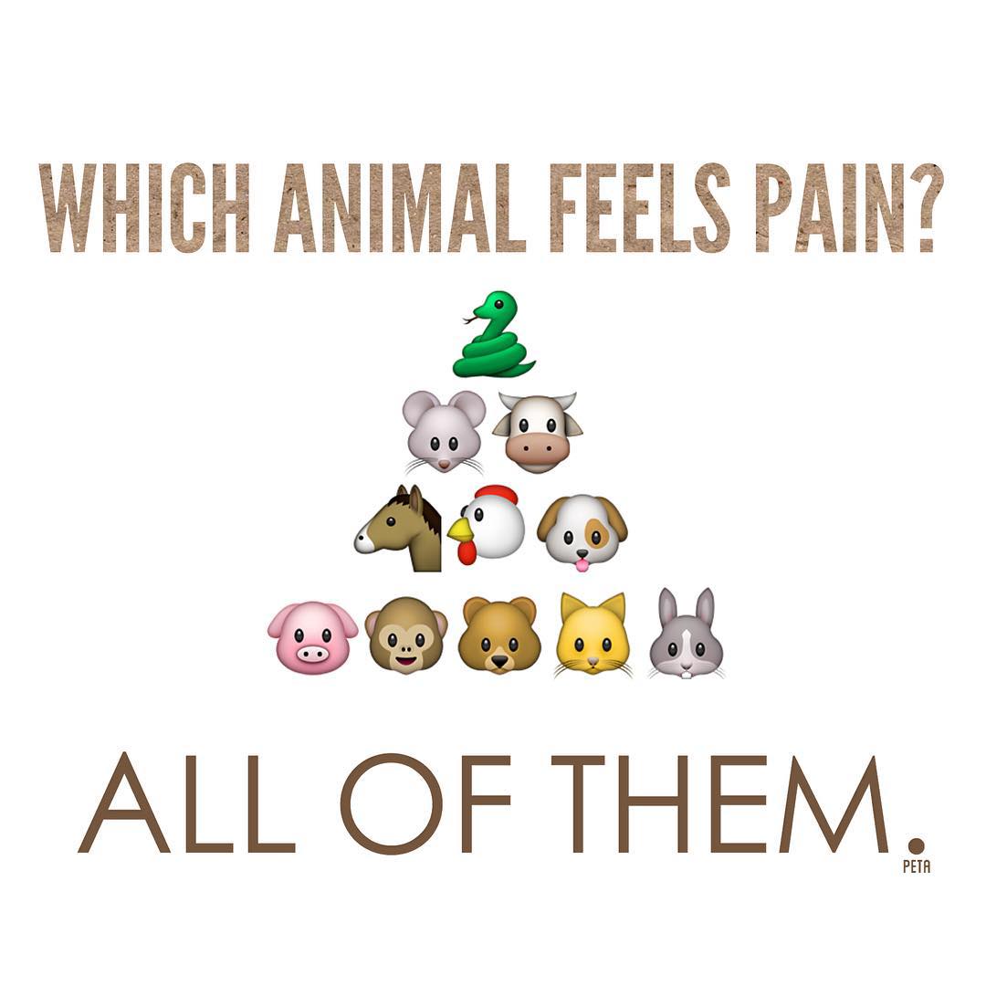peta's tweet photo. #Compassion4All http://t.co/DeIKSxDpwa