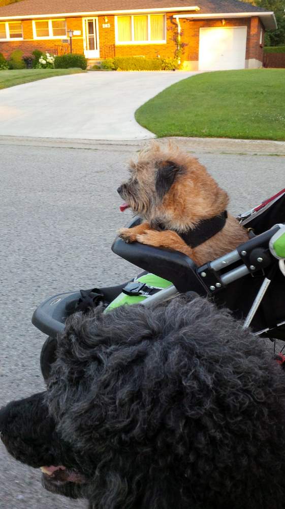 BadMojo15's tweet photo. Just out for a walk about the neighborhood. Thanks @michellebethtay and @jv_taylor! (Yes I roll this way.) http://t.co/pavyJ7p0mN