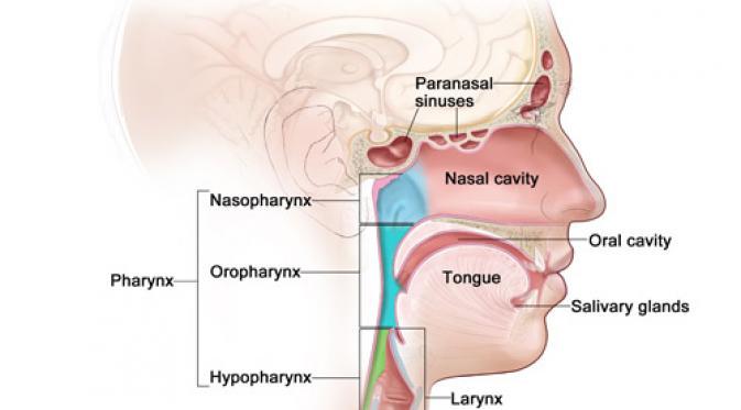 Отверстие носоглотки. Cancer of the pharynx and larynx.