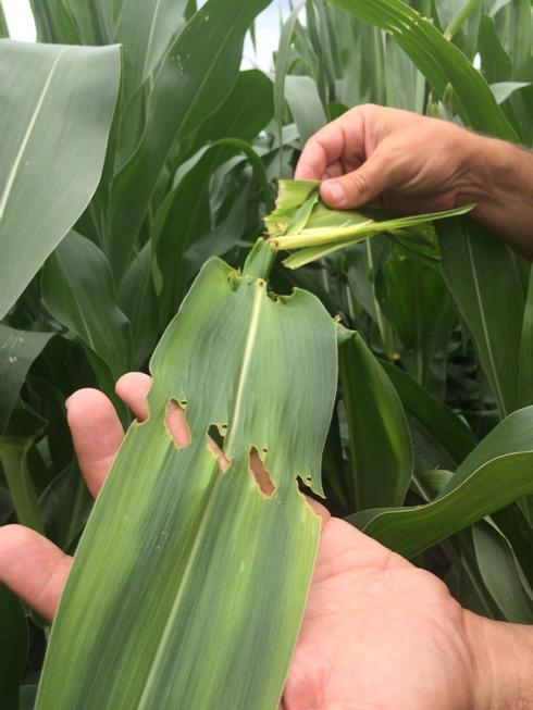 garycvcmn's tweet photo. @CrystalValleyMN corn borer pressure on the rise with fewer traits planted this year. #scoutfields http://t.co/XSvYjC7zcg
