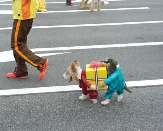 StumblerTop's tweet photo. This is still the best dog costume ever http://t.co/SKwaLwLi1Y