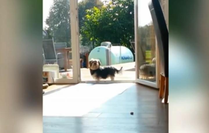 Adorable Little Dog Doesn’t Know the Door is Open vytm.in/anGMtg