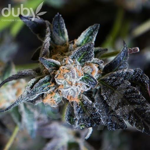 dubyapp's tweet photo. The greener the better... ππ #Dope #ganja #lovemyweed #weedwagon #PackMyBowl #PassIt #WeLoveStoners #DubyApp http://t.co/0vPkZ23jFj