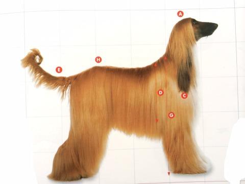 ট ইট র ゴールデンレトリバー ジョー 犬界の貴婦人 シルクのような被毛 性格は 猫のようだ と言われる 独立心が強いが飼い主とは深い絆で結ばれる 出典 360 ビジュアル犬種大図鑑 デビッド アルダートン著 犬 アフガン ハウンド Http T Co R2vmwzasvn