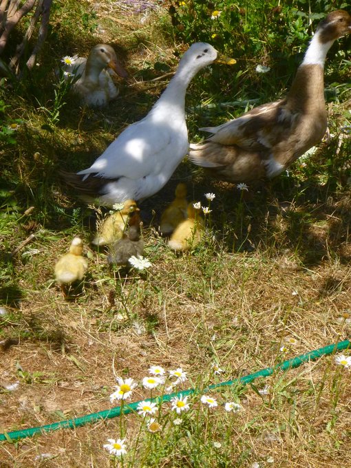 duckling update: five now! took these this morning &amp; now they're all back on the nest &amp; another one's