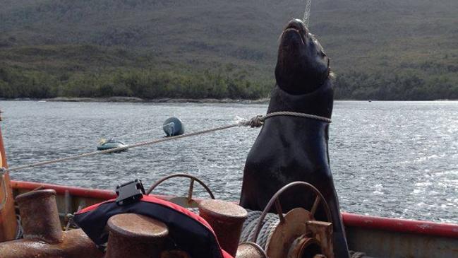 Sernapesca presentó denuncia contra salmonera por maltrato y muerte de lobo marino en Aysén bit.ly/1JiU8Wf