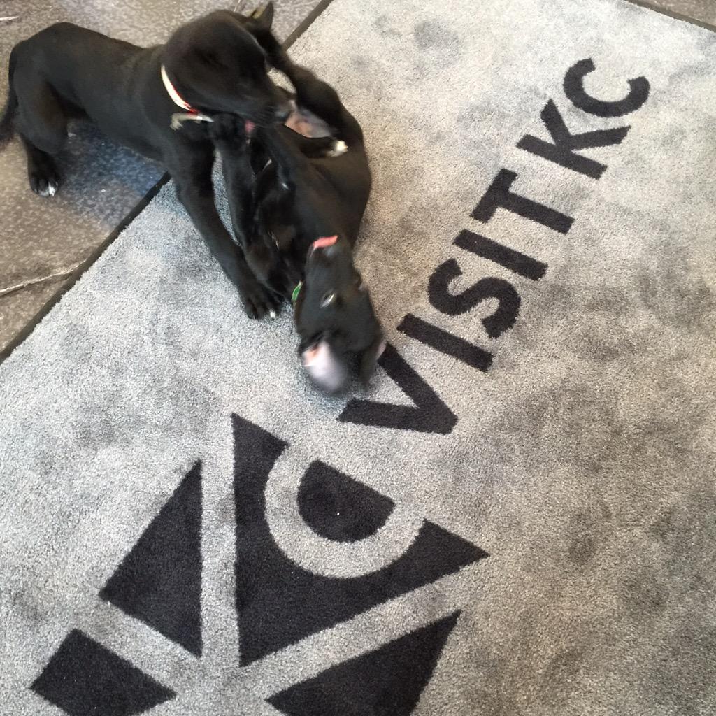 EmilyAnneInKC's tweet photo. Big thanks to @hellocarolynj for helping us crash @VisitKC's staff meeting with puppies! #BarkAttack http://t.co/cTnsBylp5H
