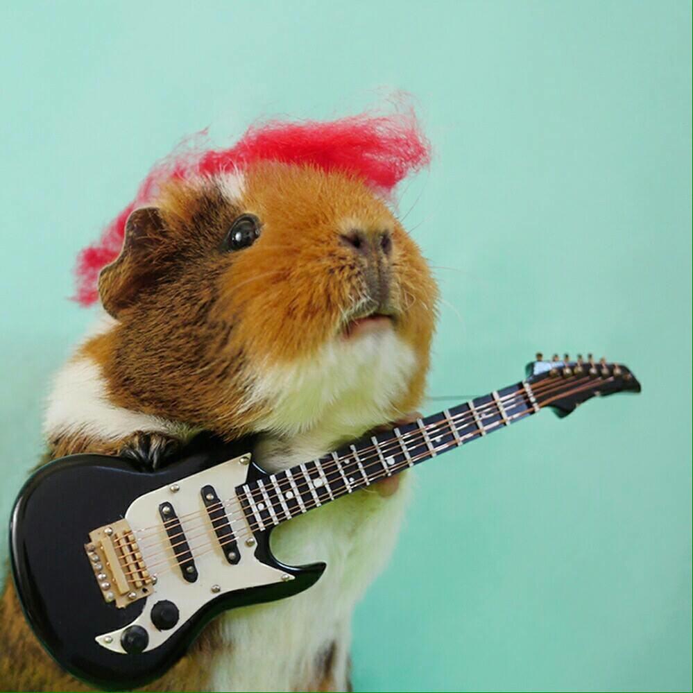 THIS IS LITERALLY MICHAEL CLIFFORD AS A GUINEA PIG <a href="/Michael5SOS/">michael clifford</a>