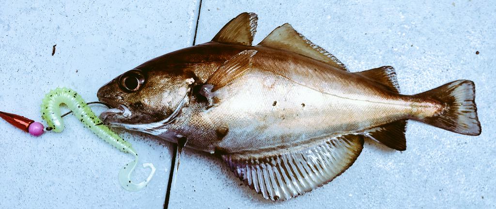 LangstoneAngler's tweet photo. Rock fishing is not dead. #boatfishingrocks #Gtail @frenchtouchfish @LureLounge @ReinsFishing http://t.co/2e4W1Q3INP
