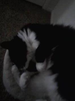 I think my cats high. He got into the cat nip and now he looks like this.