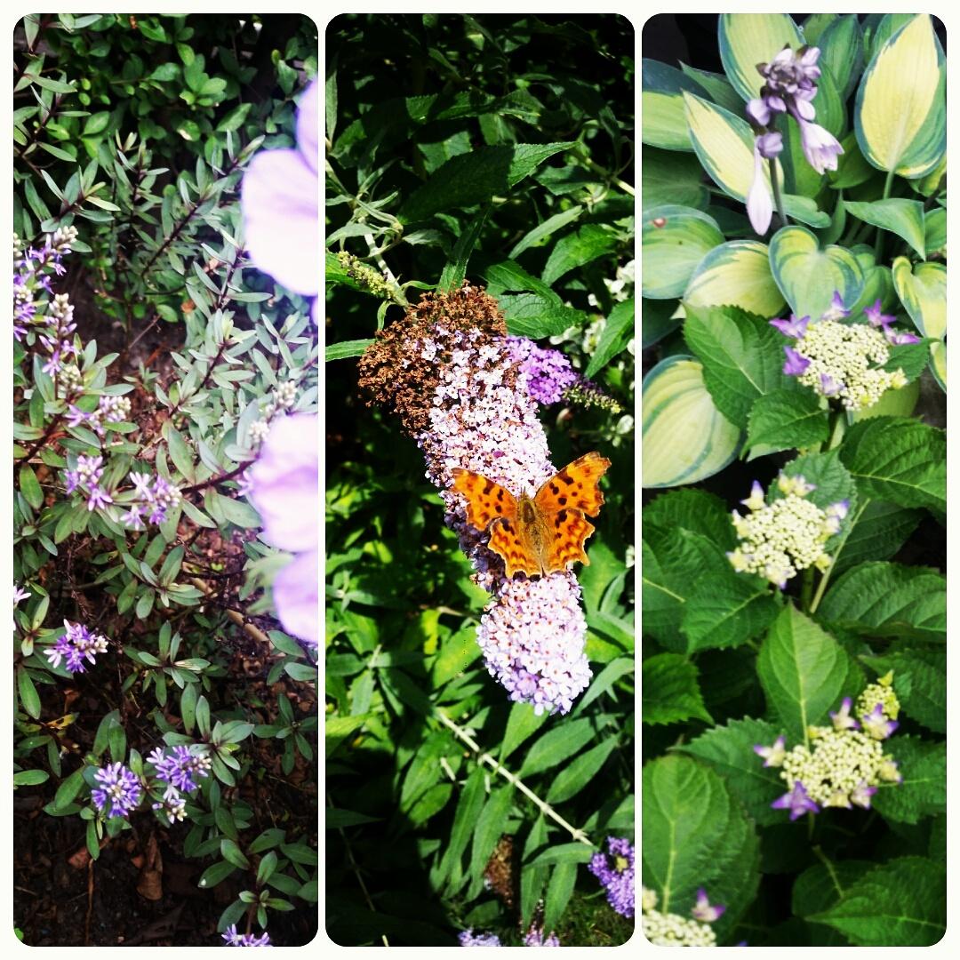 Summer in bloom! 🌷🌸🌹🌻🌼🌺