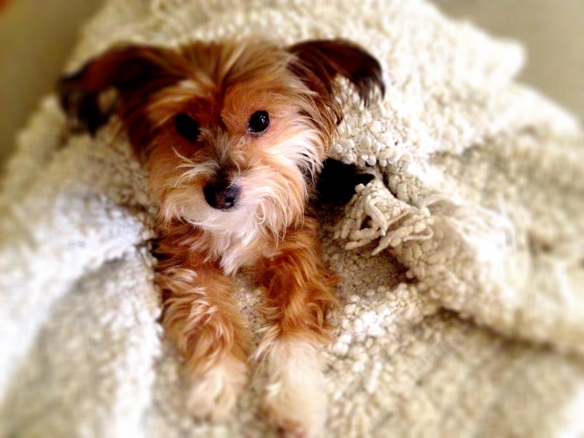 Mouse being cute this morning. #yorkie