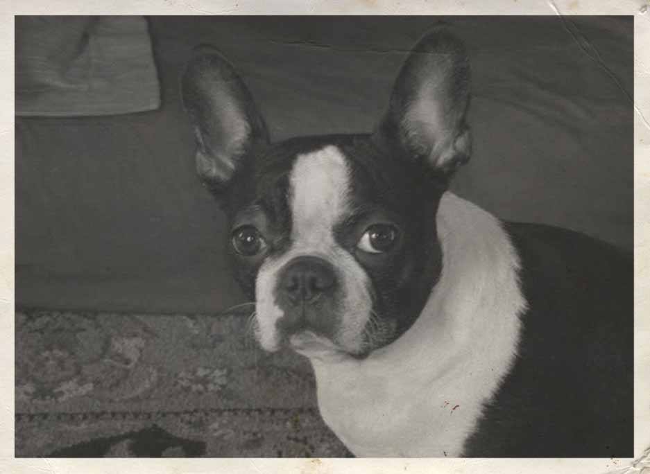 losttearsofkali's tweet photo. Introducing Saffy, official mascot of #EmpireFalls! The #BostonTerrier was America's most popular #dog in 1932! #ltok http://t.co/W0wtQC425b