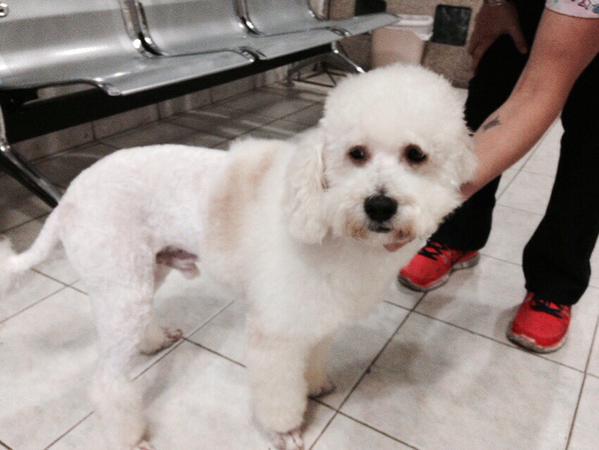 #Osito poodle rescatado esta en adopción,tiene 1 añito y es súper dulce. Contacto: mascotasdecalle@gmail.com #Ccs