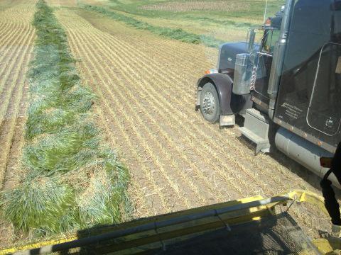 Barley silage has begun
