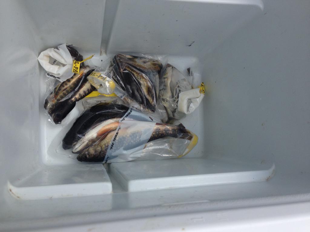But today is a lovely day for electro-fishing! #fishes #gonesampling #efishing #earlydetection