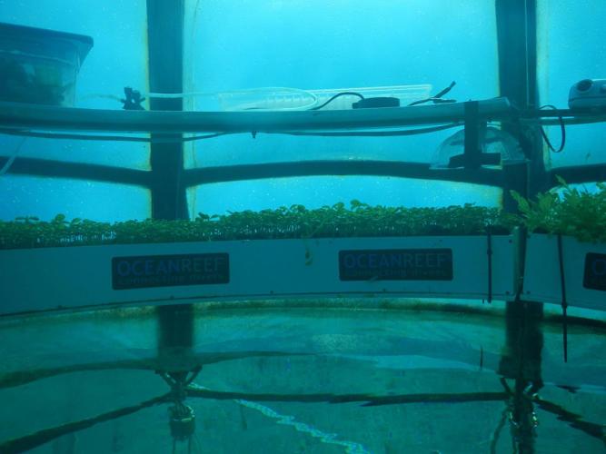 DaniNierenberg's tweet photo. Vegetables are growing in underwater greenhouses! Too Cool! http://t.co/9lBvjWDHjY @FastCompany http://t.co/3QXHsrOrrP