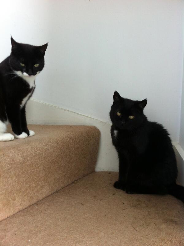 i think my cat is sad