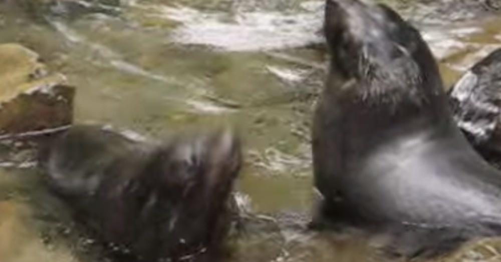 They Heard A Loud Splashing Noise, Then The Water Seemed To Come Alive... lifebuzz.com/baby-seals/?ut…
