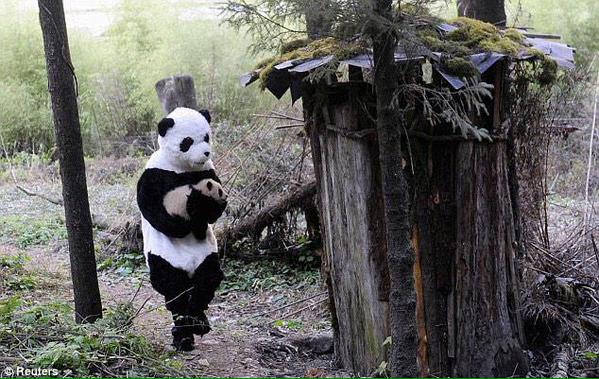 MejoresTwits's tweet photo. Los cuidadores de este zoo van vestidos de panda para no asustar a las crías. Adorables. http://t.co/2V16MyJ33W