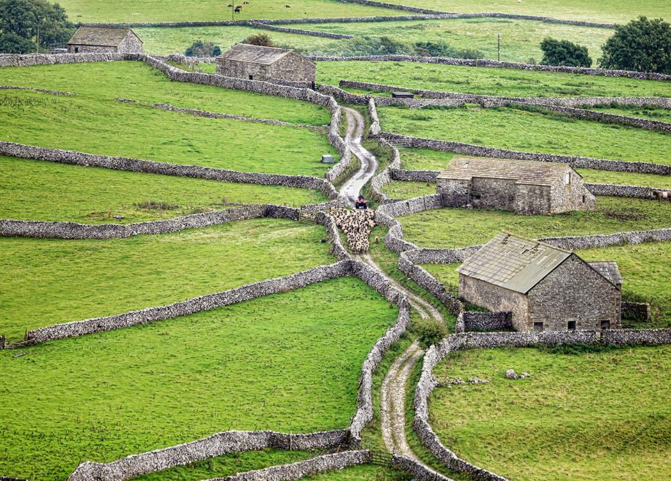 Stephen Garnett (@stephenjgarnett) on Twitter photo Patchwork of drystone walls frame <a href="/malhamdale/">Malham Yorkshire</a> #farmer Neil Heseltine moving his flock.<a href="/yorkshire_dales/">Yorkshire Dales National Park</a> <a href="/The_Dalesman/">The Yorkshire Dalesman magazine</a> Patchwork of drystone walls frame <a href="/malhamdale/">Malham Yorkshire</a> #farmer Neil Heseltine moving his flock.<a href="/yorkshire_dales/">Yorkshire Dales National Park</a> <a href="/The_Dalesman/">The Yorkshire Dalesman magazine</a>