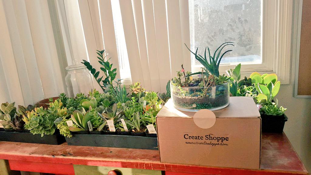 CreateShoppe's tweet image. The succulents for the Magical Succulent Gardens have arrived🌵