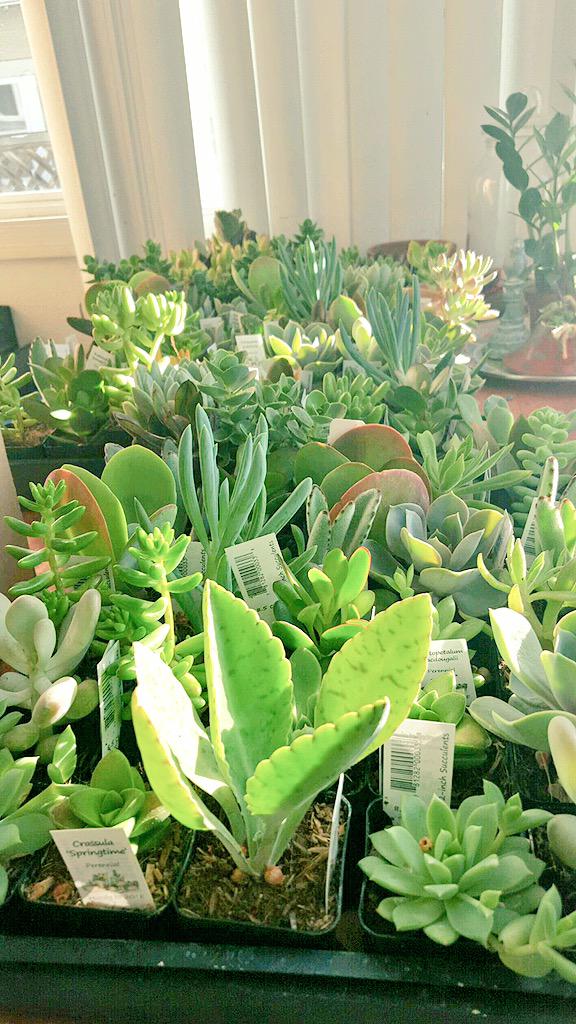 CreateShoppe's tweet image. The succulents for the Magical Succulent Gardens have arrived🌵