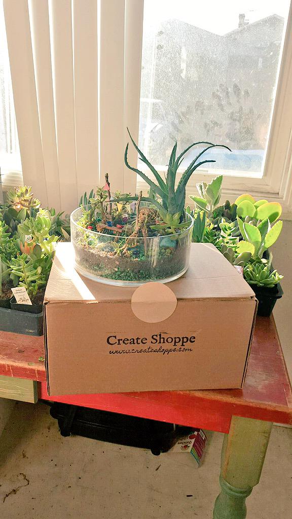 CreateShoppe's tweet image. The succulents for the Magical Succulent Gardens have arrived🌵
