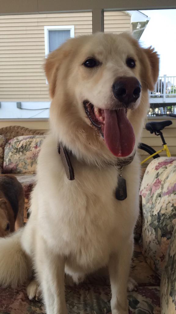 OthersLikeTank's tweet image. Tank was left with 2 siblings in a small crate! Theyd been abused terribly and scarred for life! #OthersLikeTank