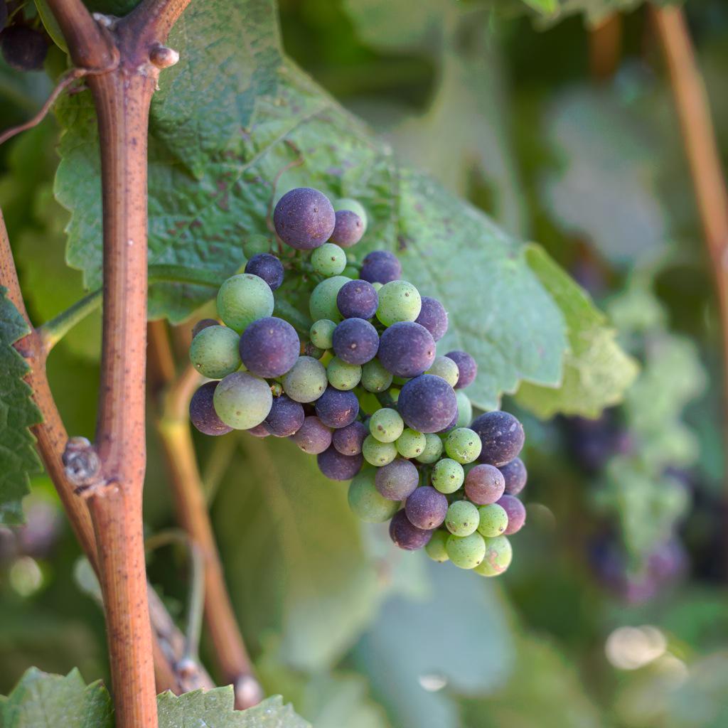 Pinot Noir grapes in the early stages of veraison. #TalbottVineyards #WineWednesday #Monterey