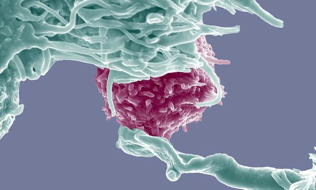 NatureBiotech's tweet image. Immuno-oncology moves beyond PD-1 rdcu.be/dleq