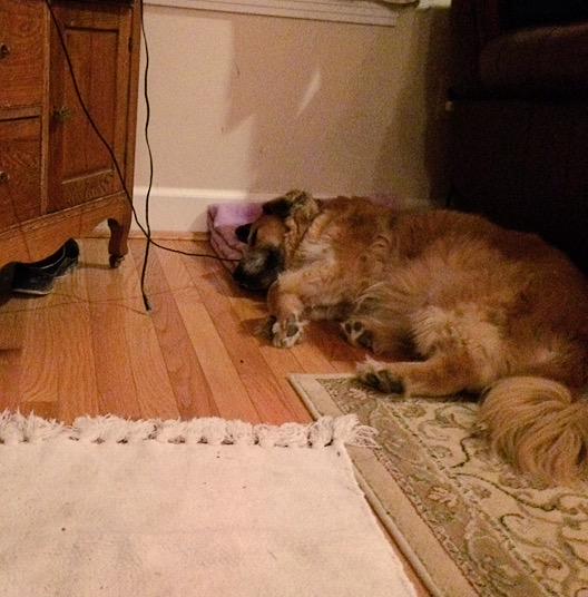 OthersLikeTank's tweet image. Sabra, left on the streets in mid winter as a pup, has been nothing but a reward since adopted! #OthersLikeTank