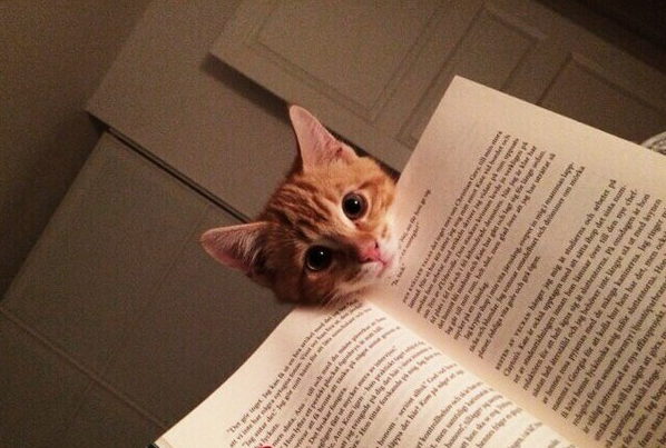 catsscrapers's tweet photo. Hi, what you read? http://t.co/BjsOkLiQF9