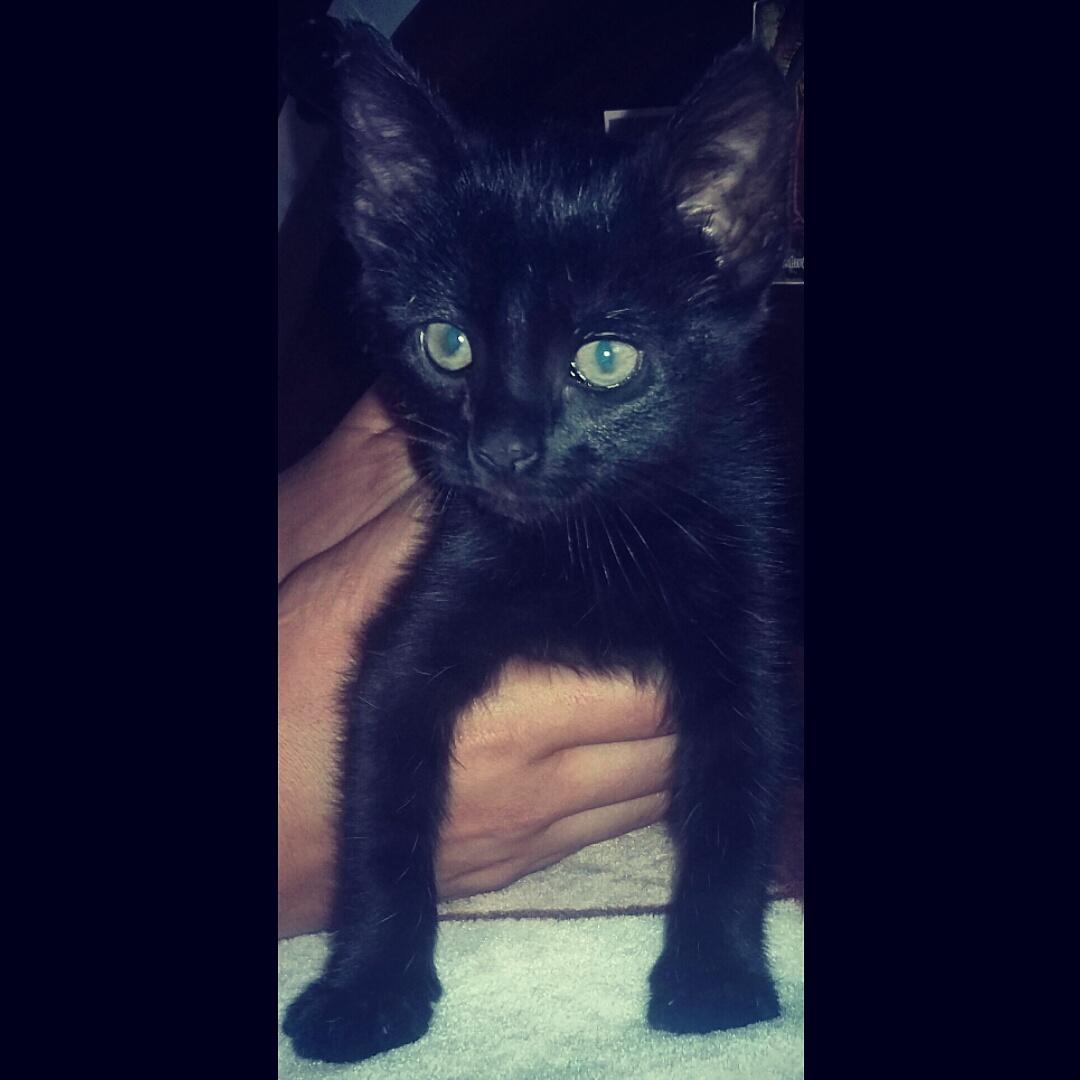 krizper6's tweet photo. Otro compañero de vida💕 http://t.co/jzchmHR2UF