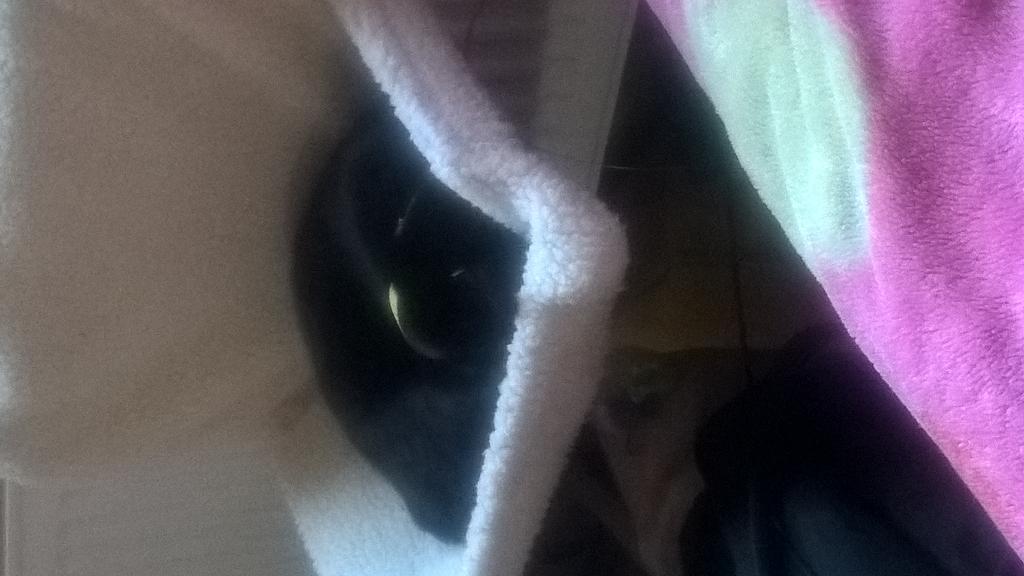  birthday Jafaican & Peace ; RIP Beer & Bubba  