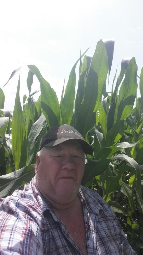 Manitoba corn at its best north of 51 parallel.  #MBCornGrowners #PioneerWCanada