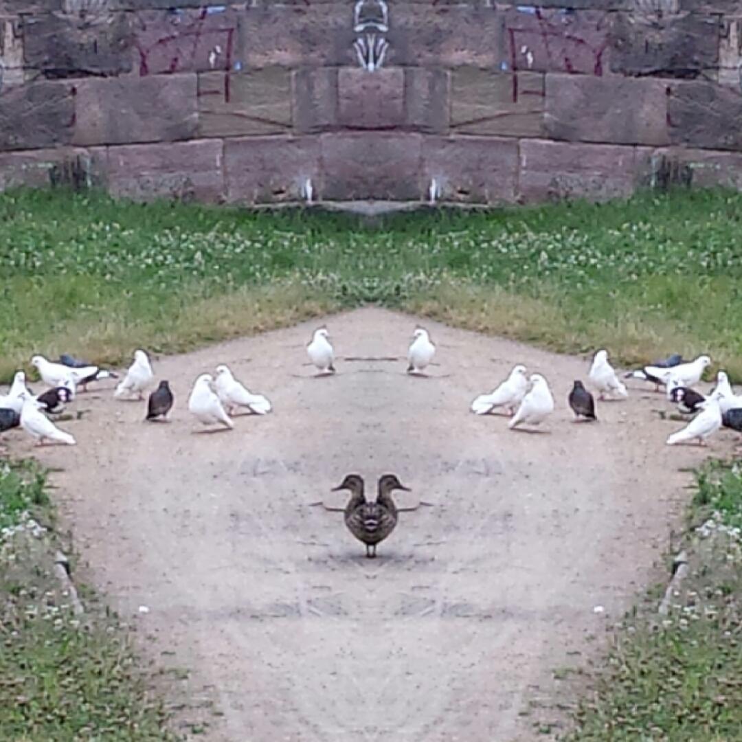 #mirrorphoto made by @loloapps