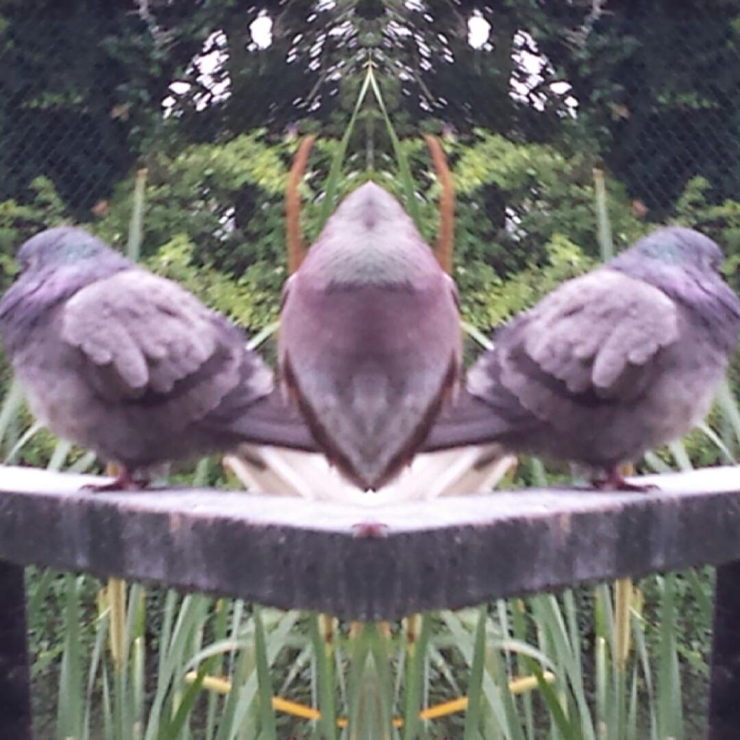 #mirrorphoto made by @loloapps