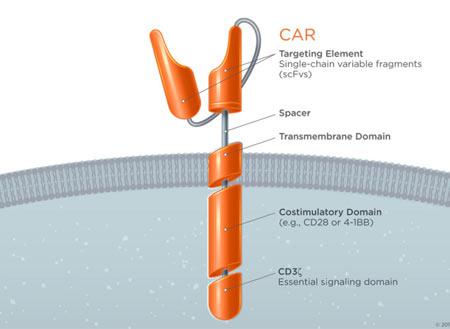 DoctorGombar's tweet photo. New Blog Post: Chimeric Antigen T-cell therapy is a promising new treatment option for cancer. http://t.co/SBFMG2li1d http://t.co/y61r1lY0ae