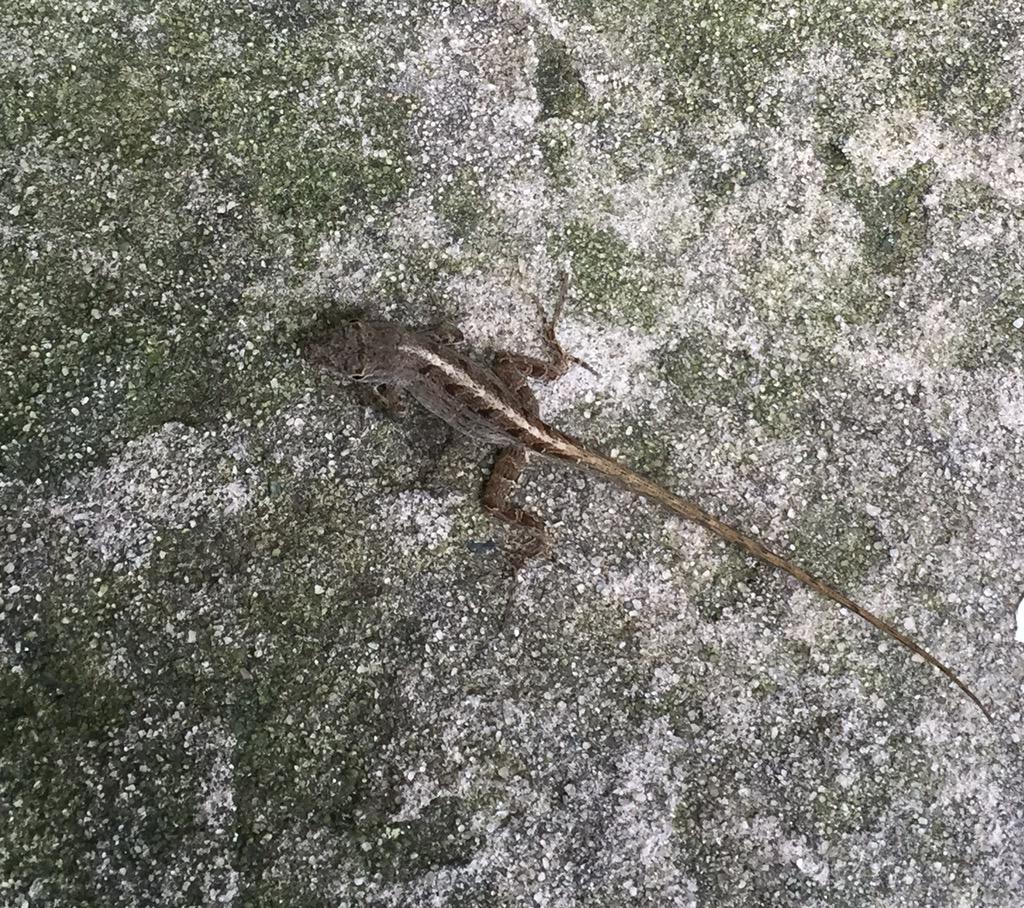 <a href="/bobd168/">Bob</a>: These guys are everywhere in Florida promoting SoBe beverages! #lizard