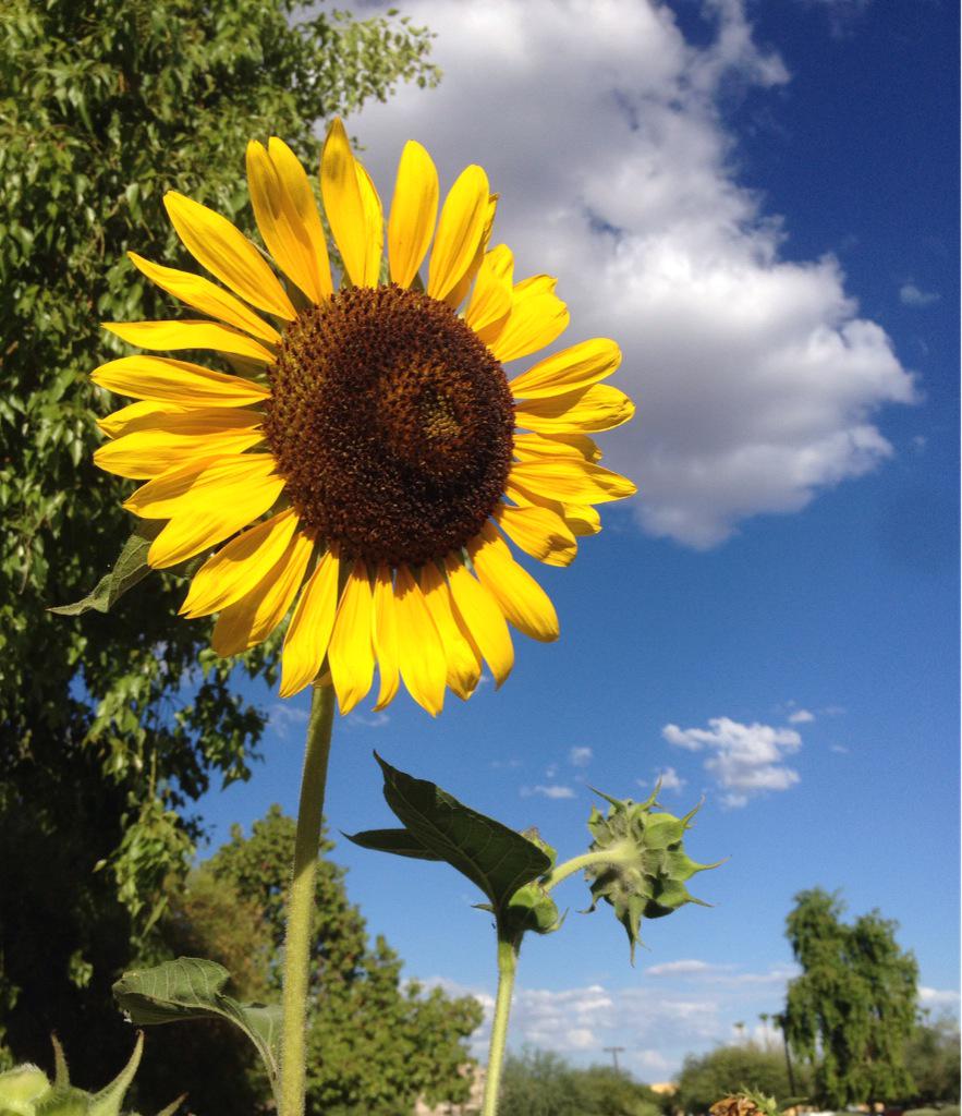 fbcsgarden's tweet photo. The best place to seek God is in a garden. ~George Bernard Shaw #communitygarden #gardenjoy #sunflower #scottsdale http://t.co/aSEYGGxKPA