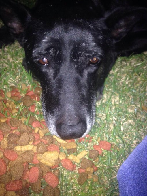 Así lo encontraron a Rambo en Castelar. Busca un hogar con mucho amor! http://t.co/qvraTSnKpa
